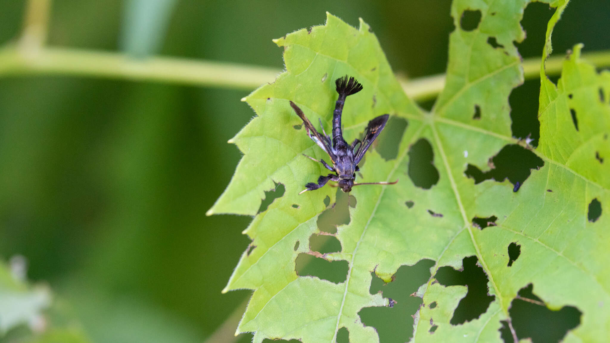 Image of Virginia Creeper Clearwing