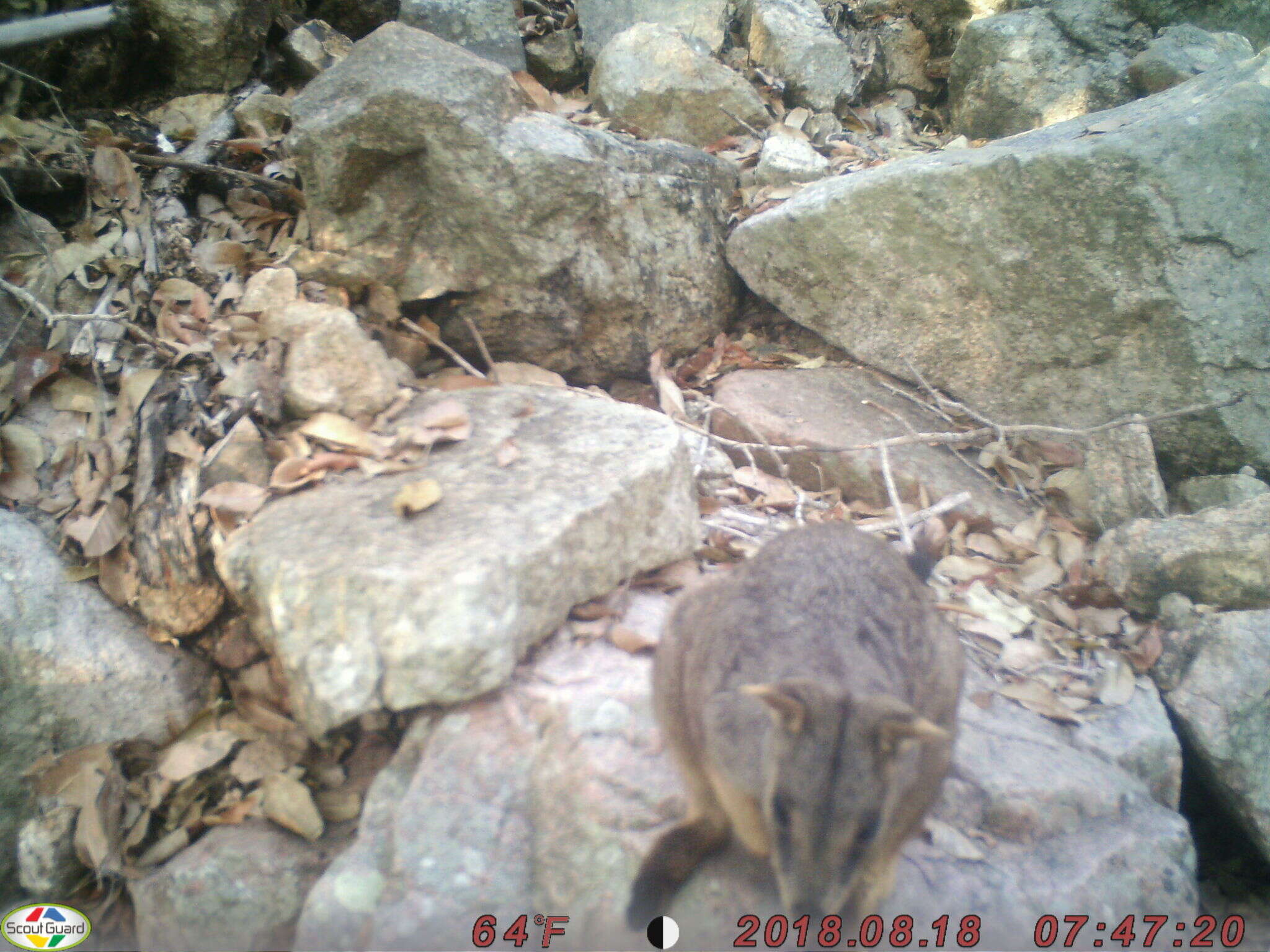 Image of Allied Rock Wallaby
