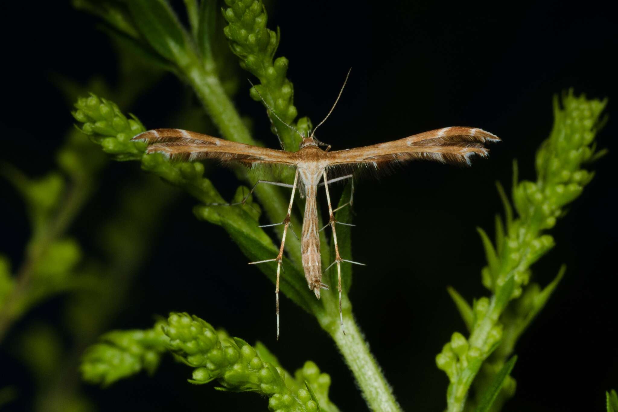 Image of Crombrugghia distans (Zeller 1847)