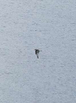 Image of Chatham Albatross