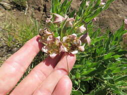 Sivun Pachycarpus vexillaris E. Mey. kuva