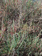 Image of glasswort