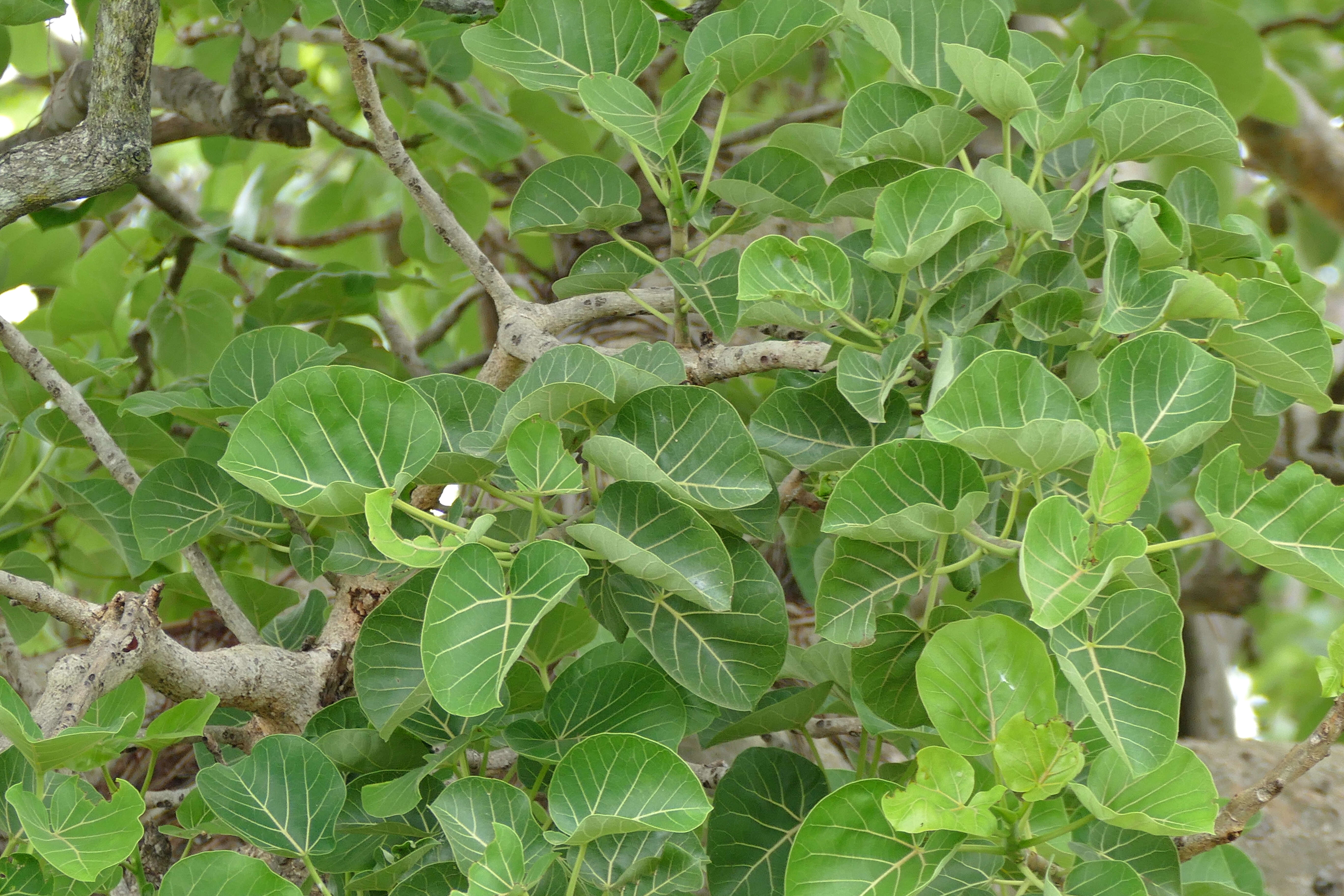 Imagem de Ficus abutilifolia (Miq.) Miq.