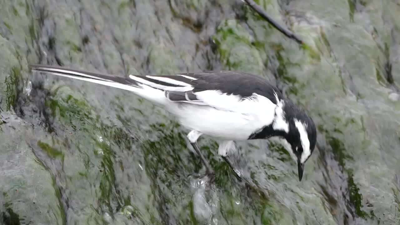 Image of African Pied Wagtail