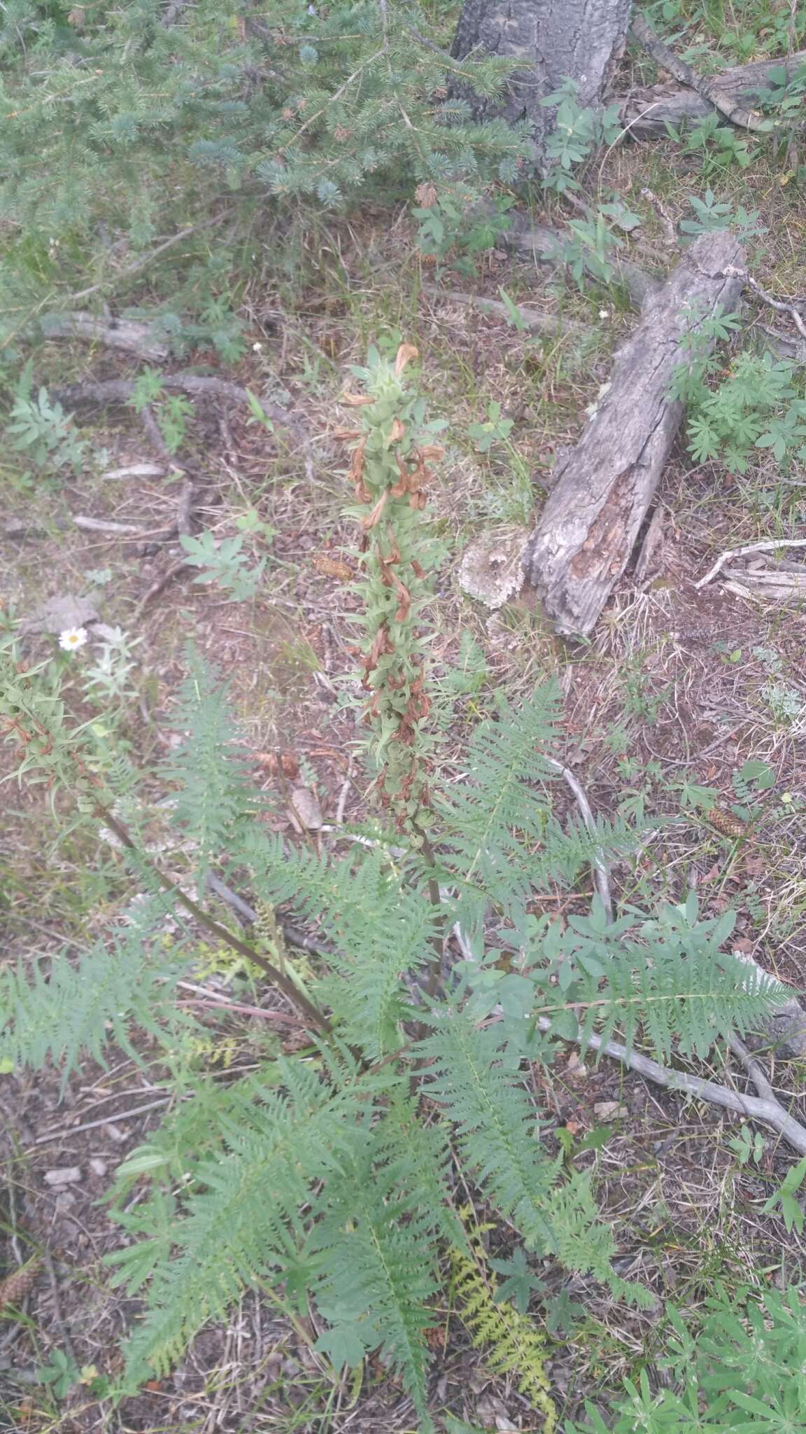 Image of Giant Lousewort