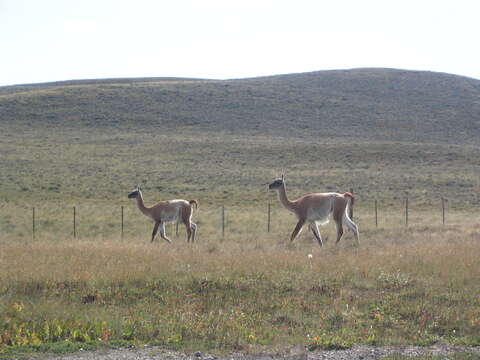 Image of Guanaco