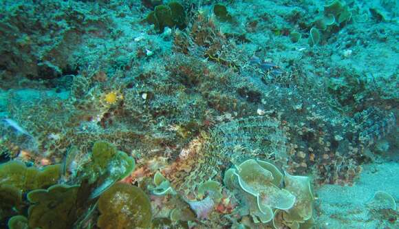 Image of Smallscale scorpionfish