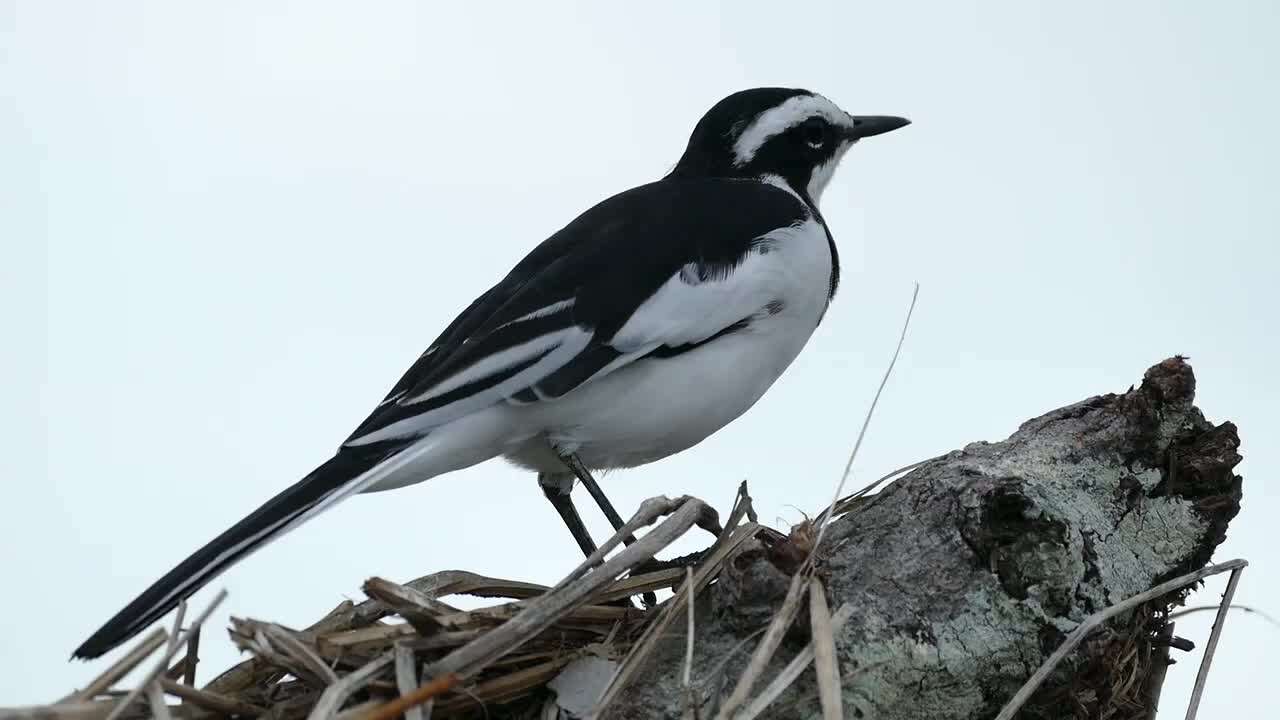 Image of African Pied Wagtail