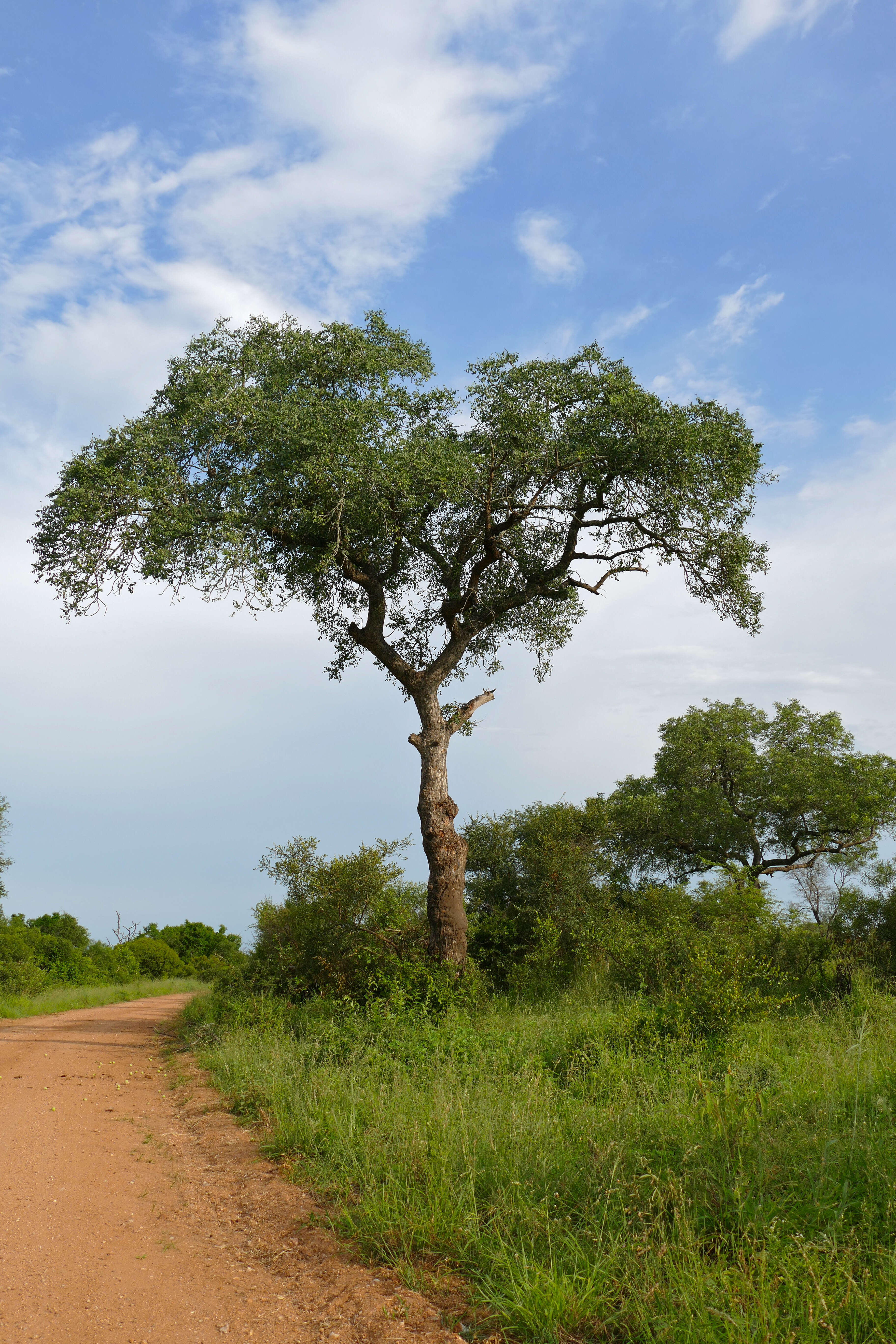 Image of marula