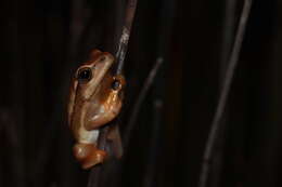 Image of Arum lily frog