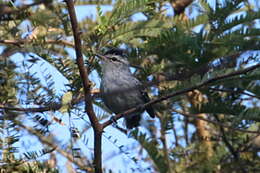 Image of Large-billed Antwren