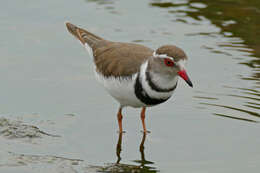 Слика од Charadrius tricollaris Vieillot 1818