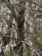 Image of Gowen cypress