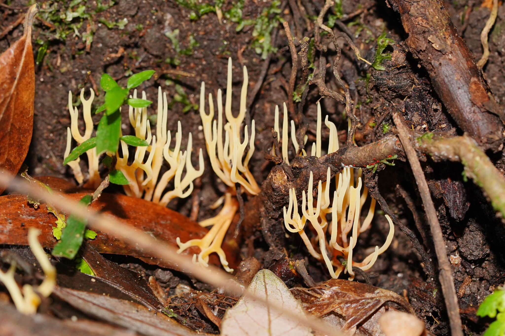 Ramariopsis bicolor R. H. Petersen 1988 resmi