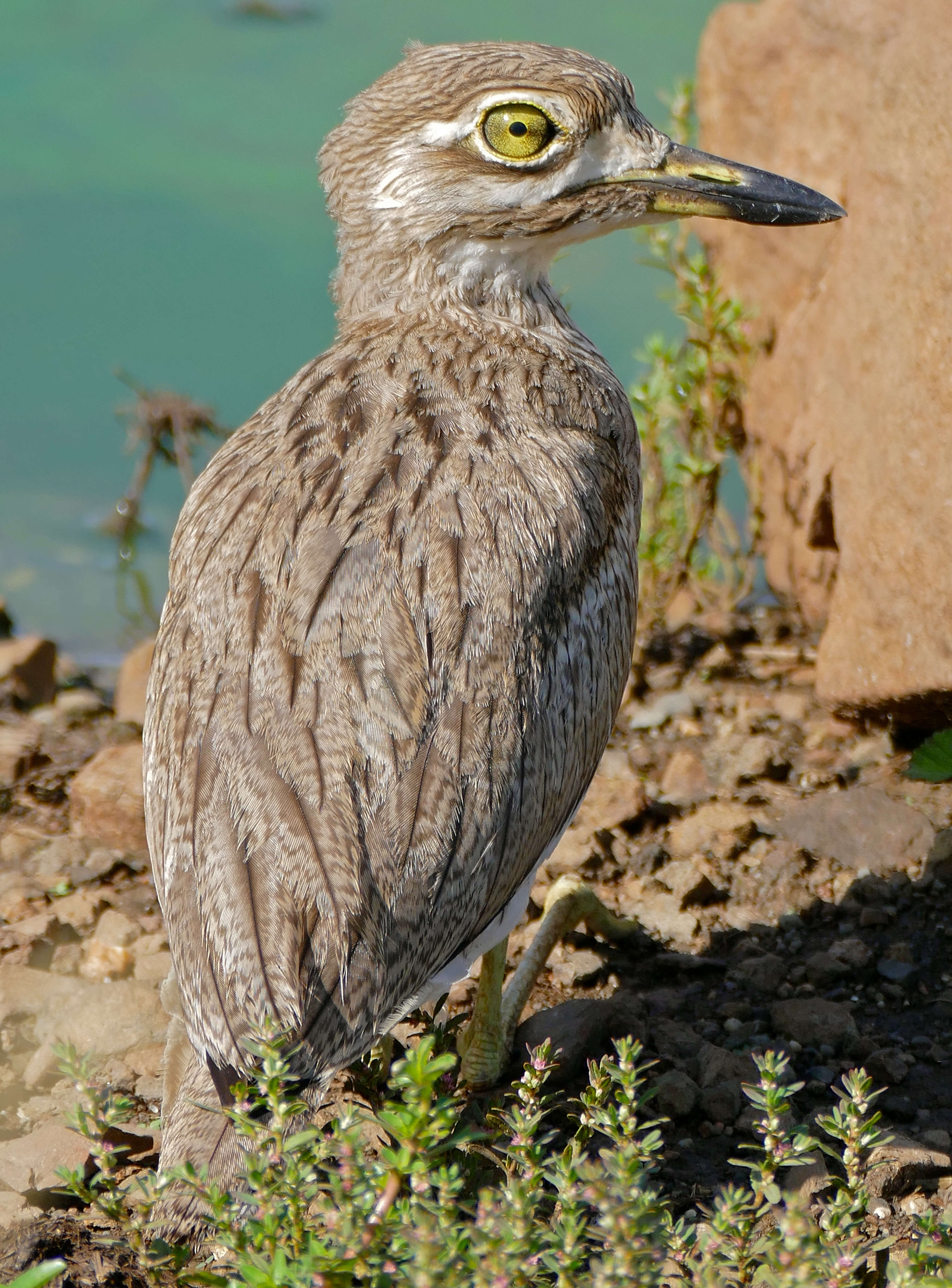 Image of Water Dikkop