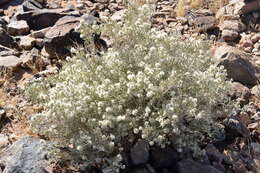 Image of Wool bush