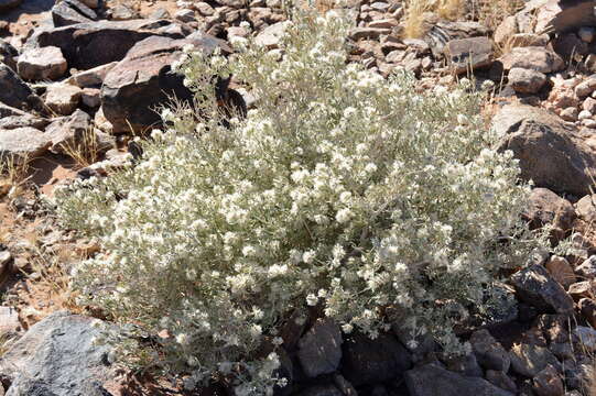 Image of Wool bush