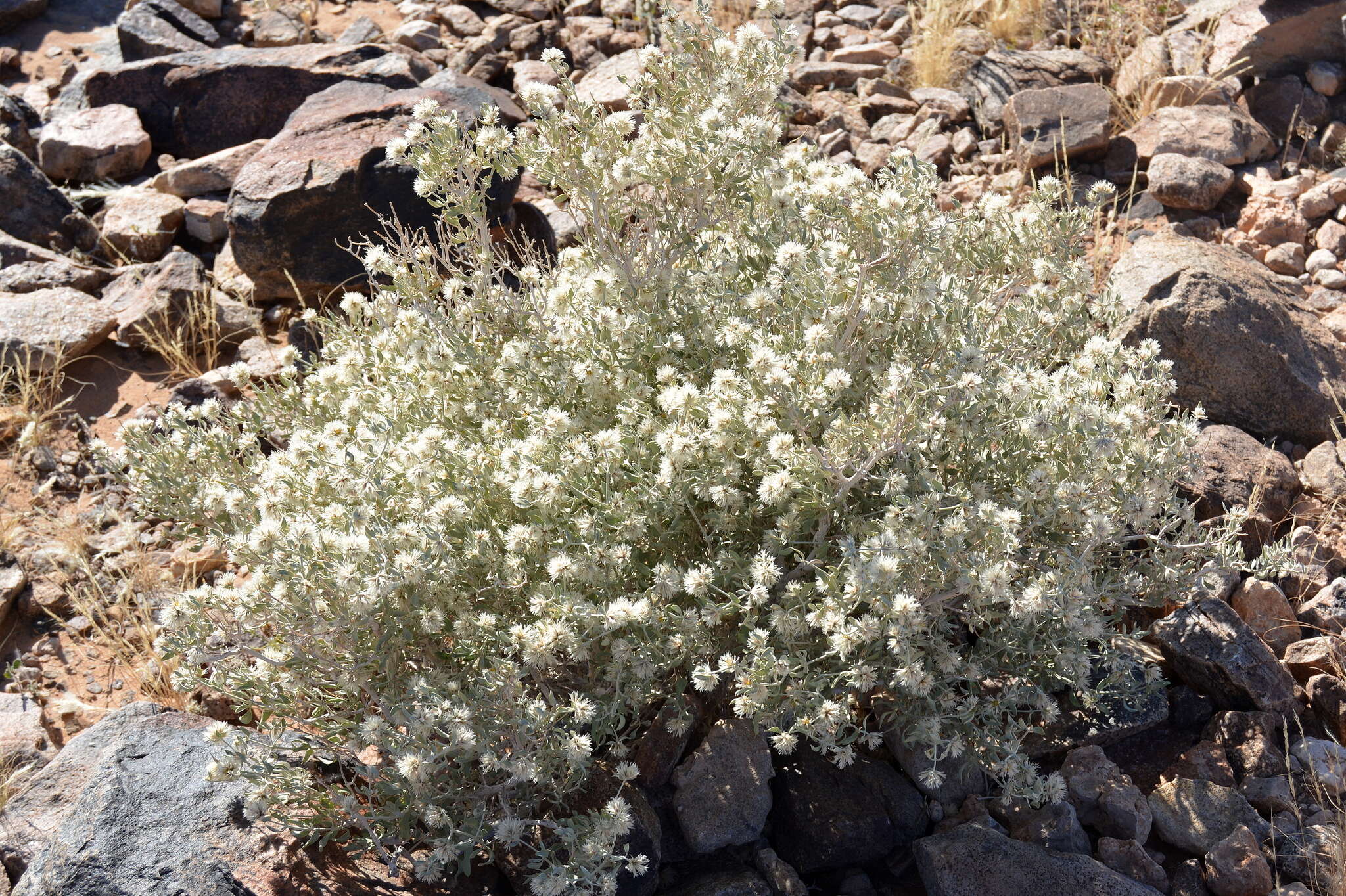 Imagem de Leucosphaera bainesii (Hook. fil.) Gilg