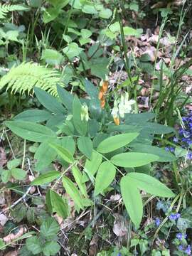 Lathyrus laevigatus subsp. occidentalis (Fisch. & C. A. Mey.) Breistr. resmi