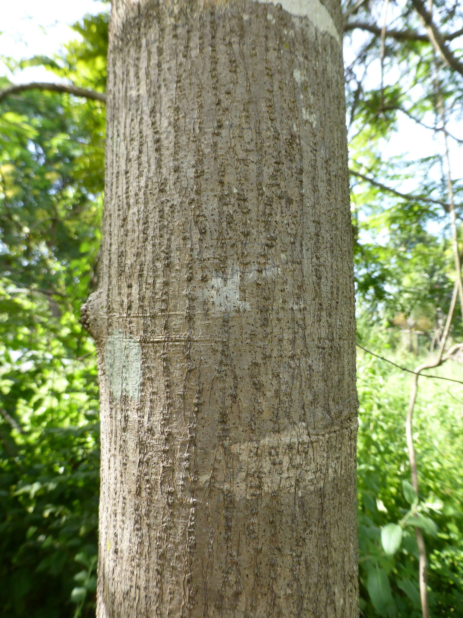 Image of Dalbergia glaucocarpa Bosser & R. Rabev.