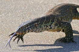 Image of Varanus niloticus