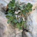 Image of lone fleabane