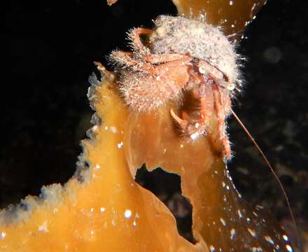 Image of downy hermit crab