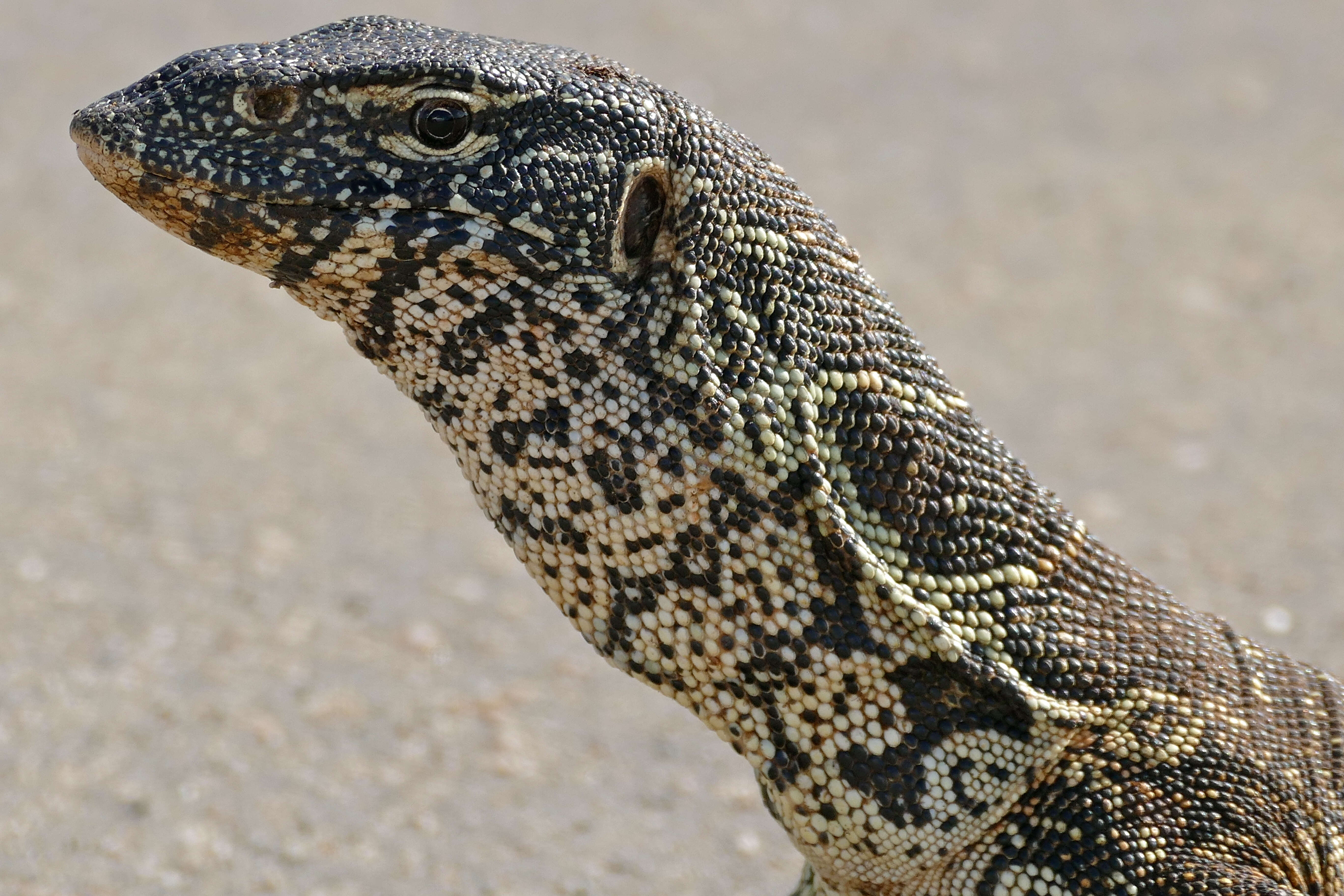 Image of Varanus niloticus