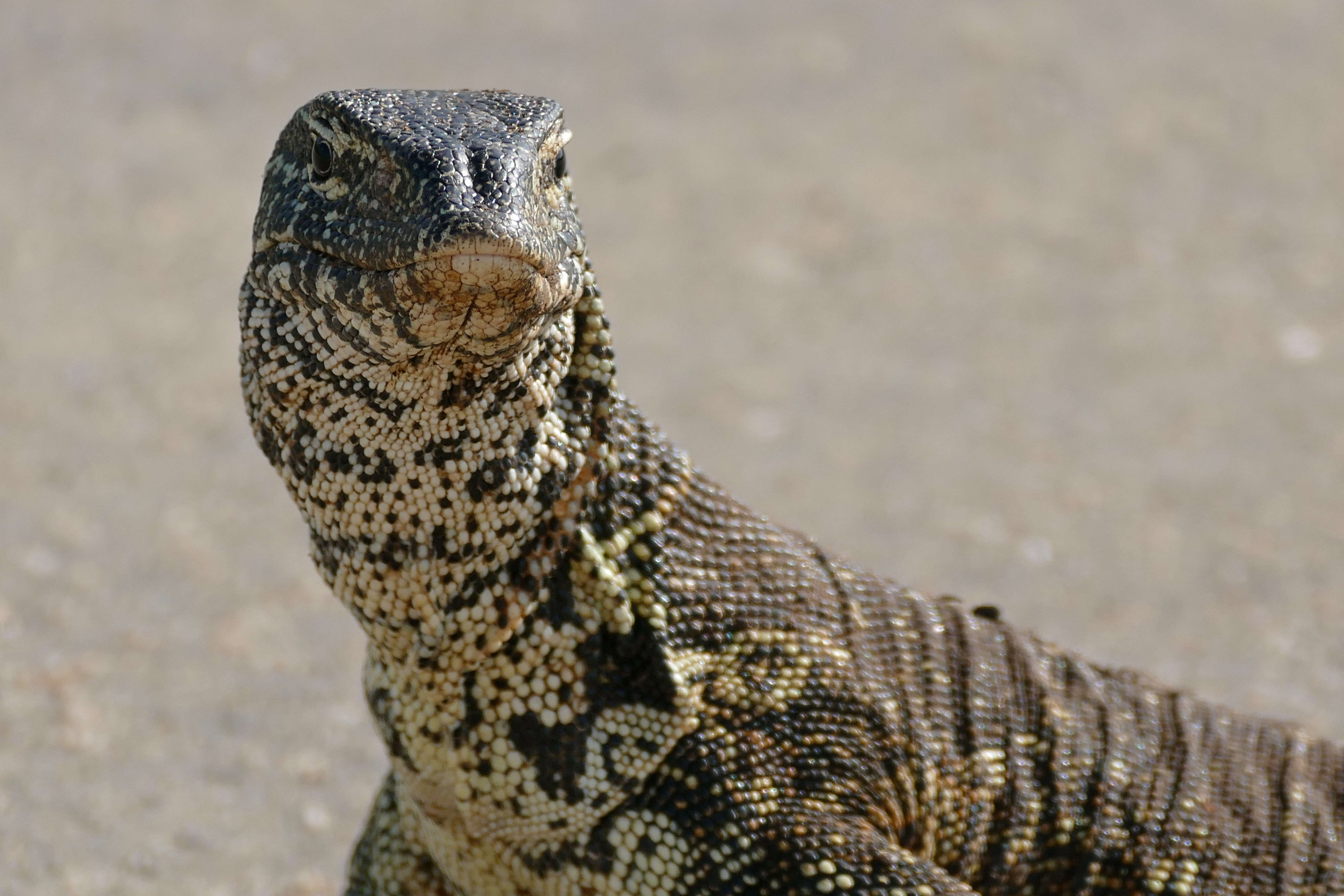 Image of Varanus niloticus