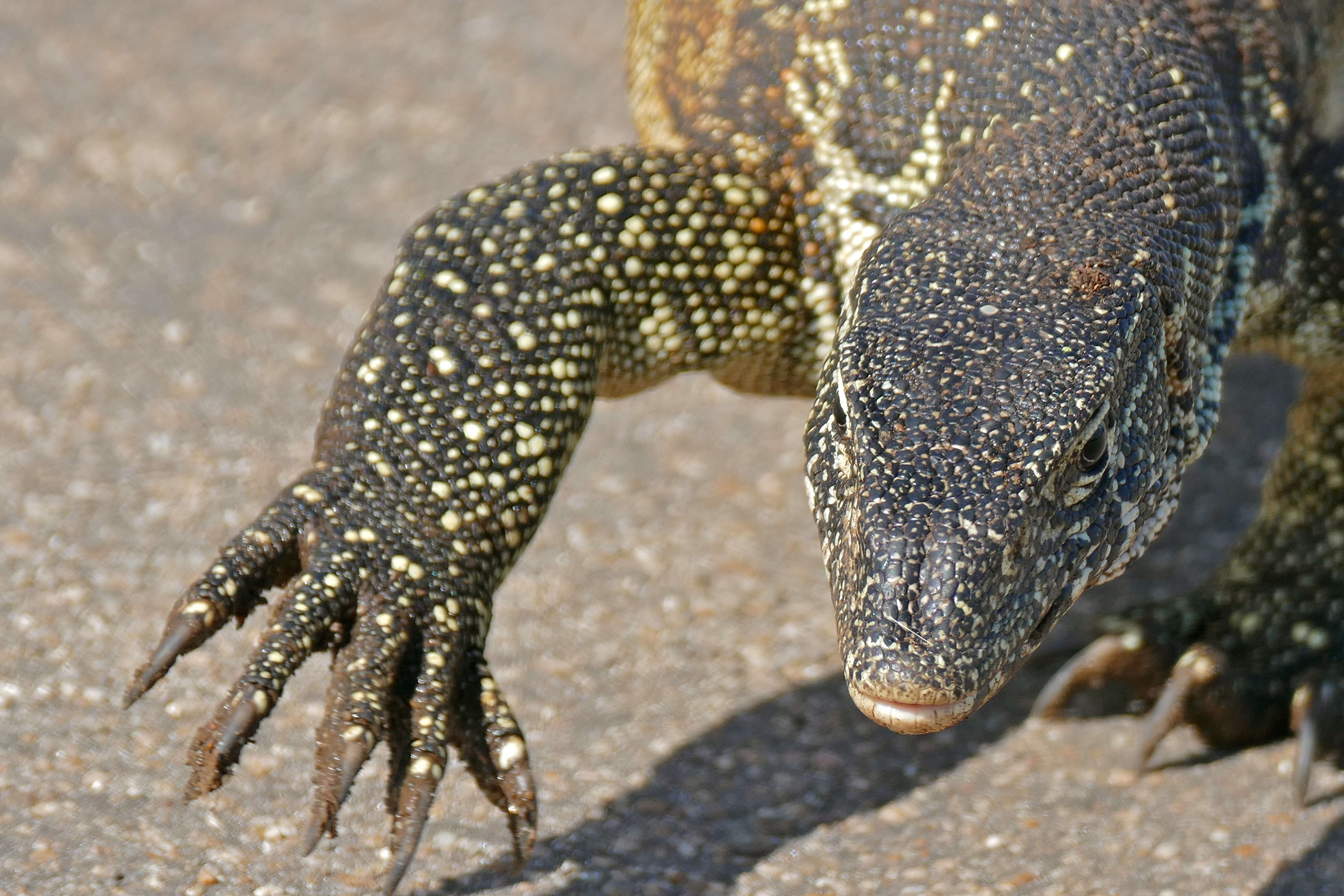 Image of Varanus niloticus