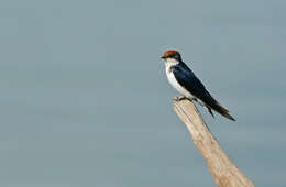 Hirundo smithii Leach 1818 resmi