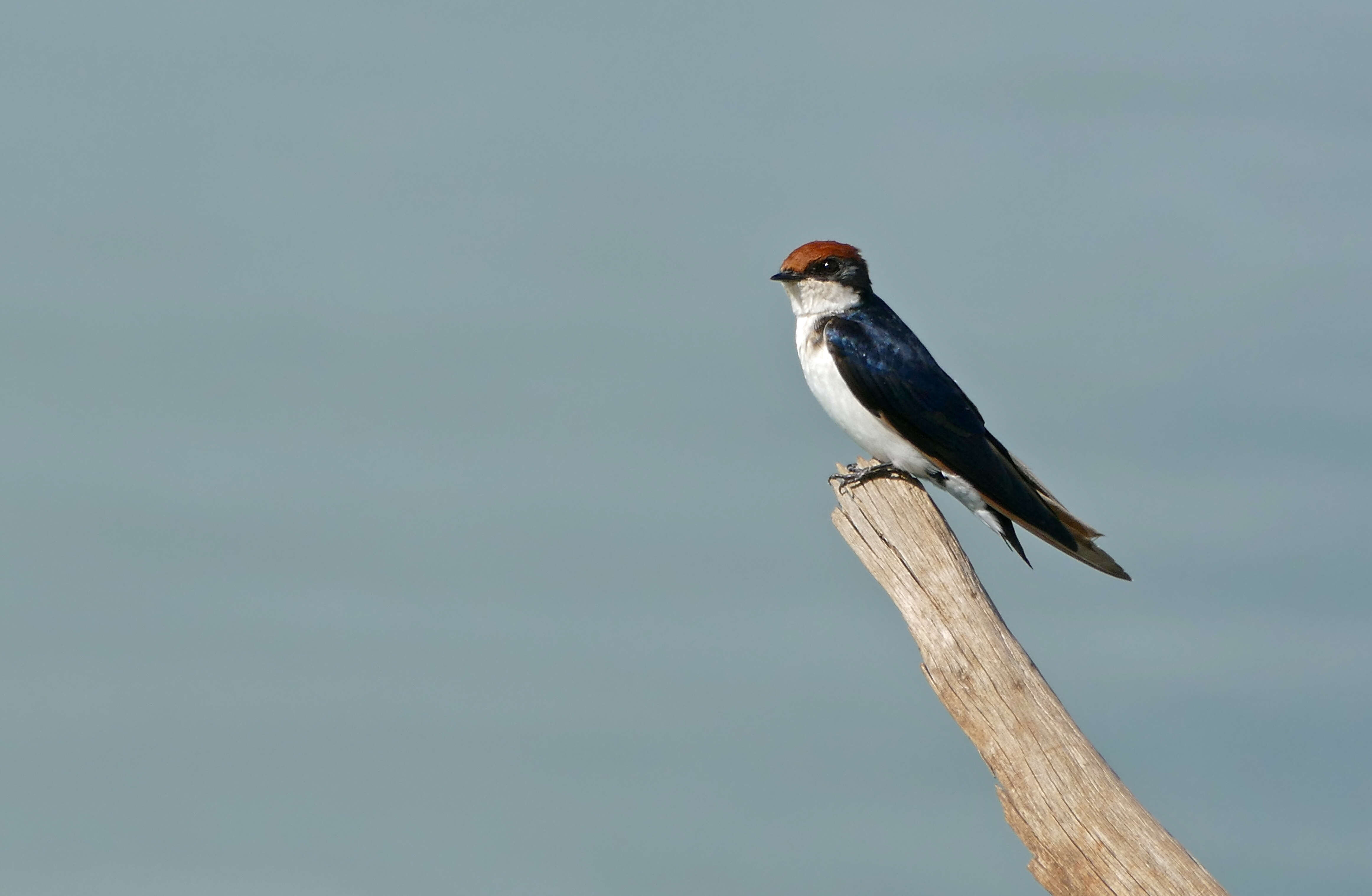 Hirundo smithii Leach 1818 resmi