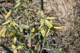 Imagem de Albuca paradoxa Dinter