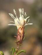 Image of whiteflower goldenbush