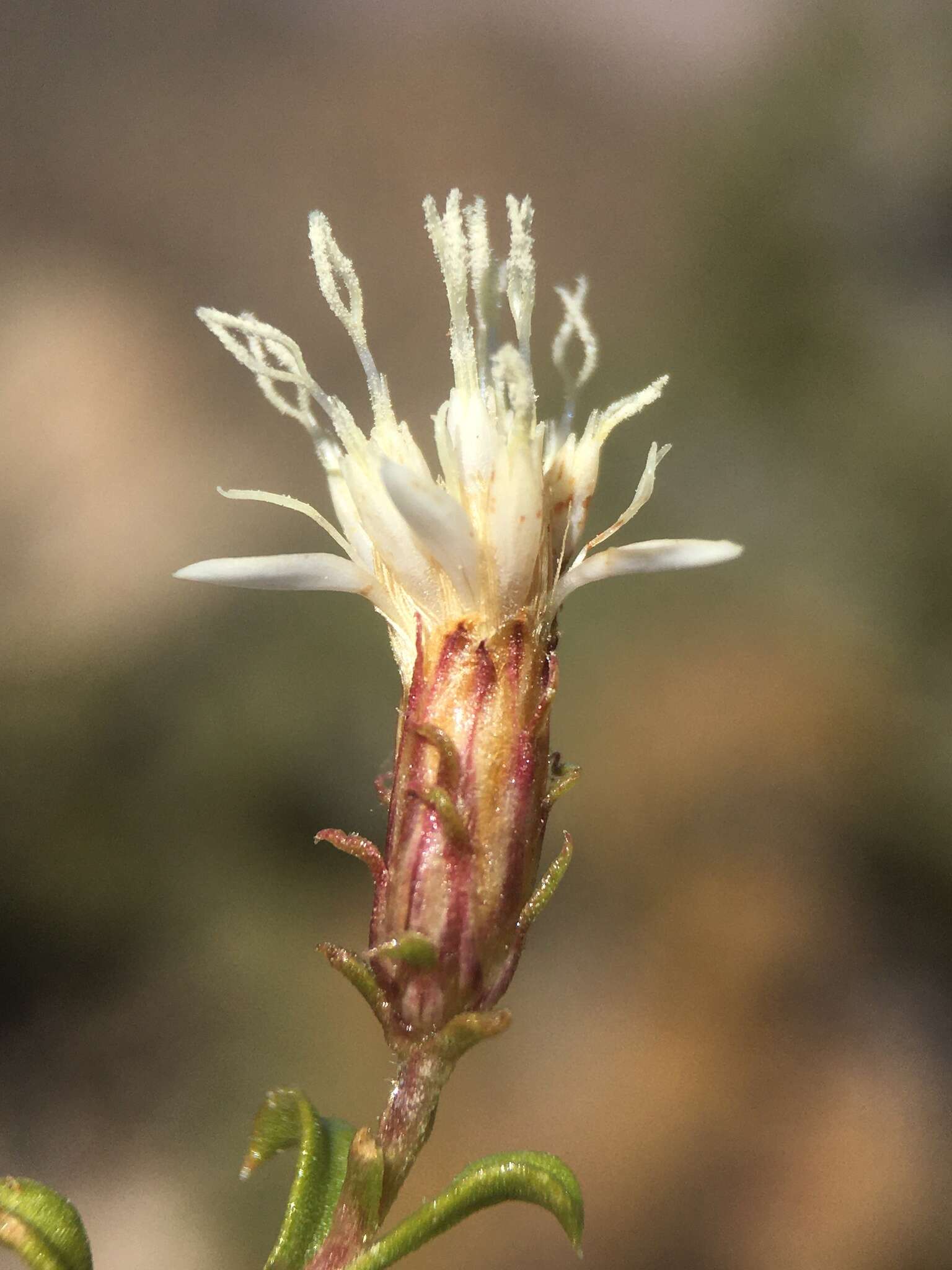 Image of whiteflower goldenbush