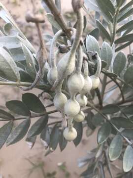 Слика од Sophora inhambanensis Klotzsch