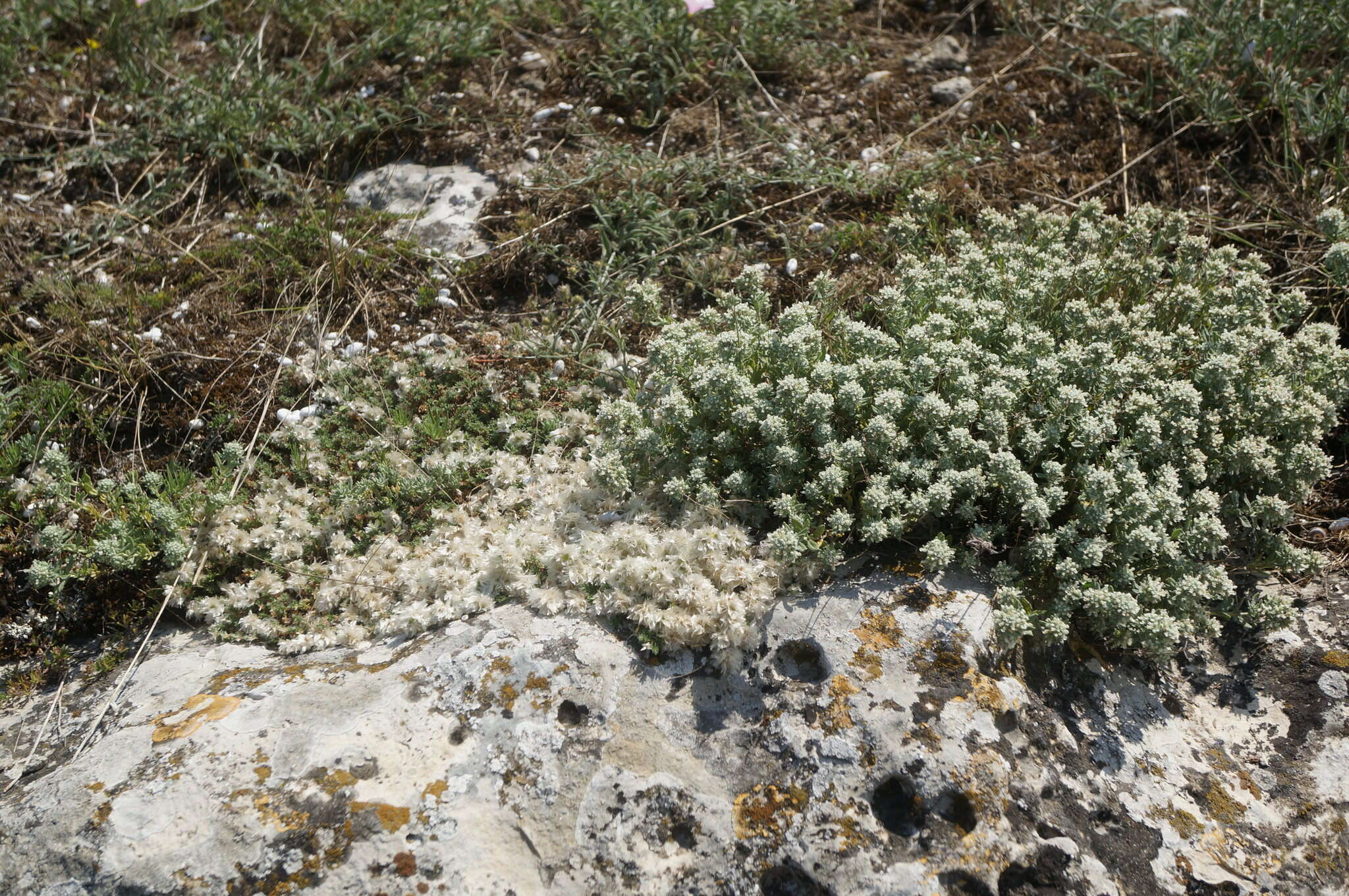 Imagem de Paronychia cephalotes (M. Bieb.) Besser