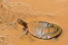 Image of Serrated hinged terrapin