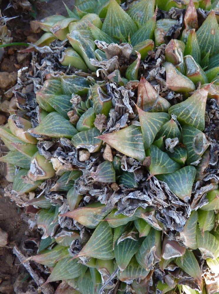 Слика од Haworthia retusa (L.) Duval