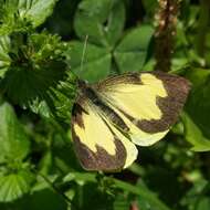 Image of Leptophobia eleone (Doubleday 1847)