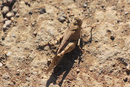 Image of Trimerotropis occidentiloides Rentz, D. C. F. & Weissman 1981