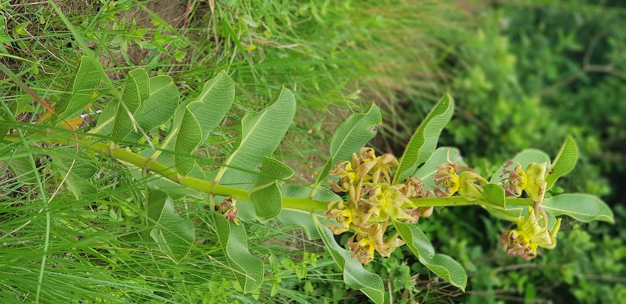 Image de Pachycarpus appendiculatus E. Mey.