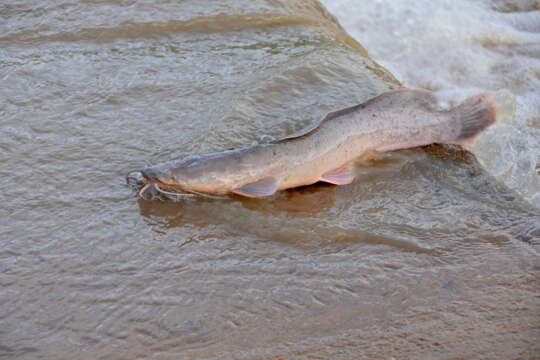 Image of African Catfish