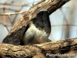 Image of Blue-capped Redstart