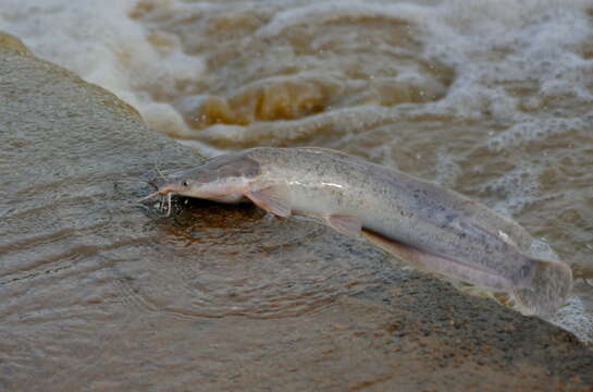 Image of African Catfish