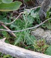 Image of Linaria micrantha (Cav.) Hoffmgg. & Link