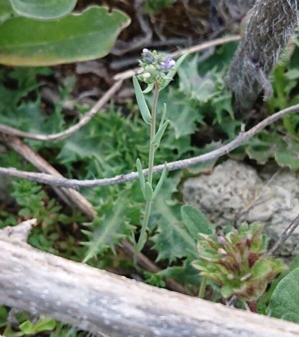 صورة Linaria micrantha (Cav.) Hoffmgg. & Link