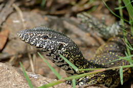 Image of Varanus niloticus