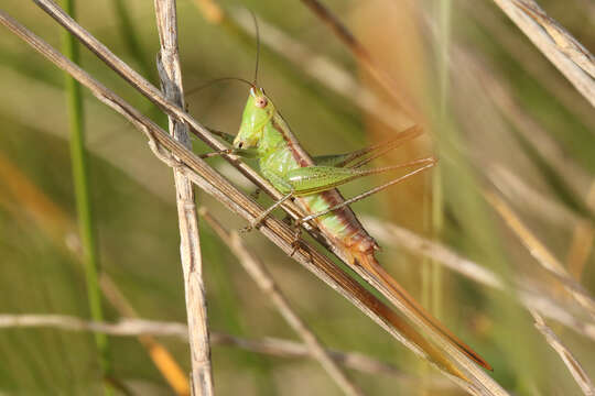 Слика од Conocephalus (Conocephalus) doryphorus (Karny 1907)