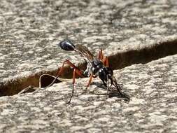 Ammophila clavus (Fabricius 1775) resmi